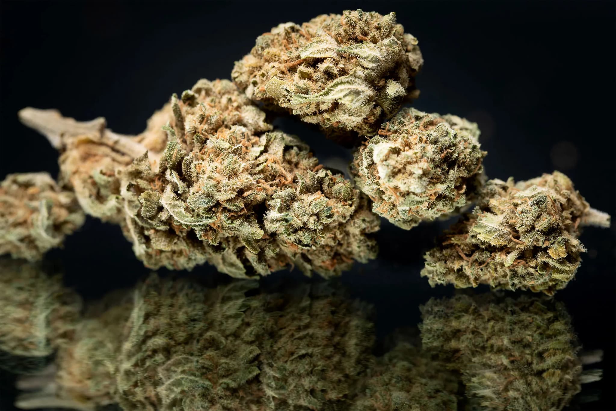 Elevate Your Cannabis Experience at the Leading Legal Marijuana Dispensary EU