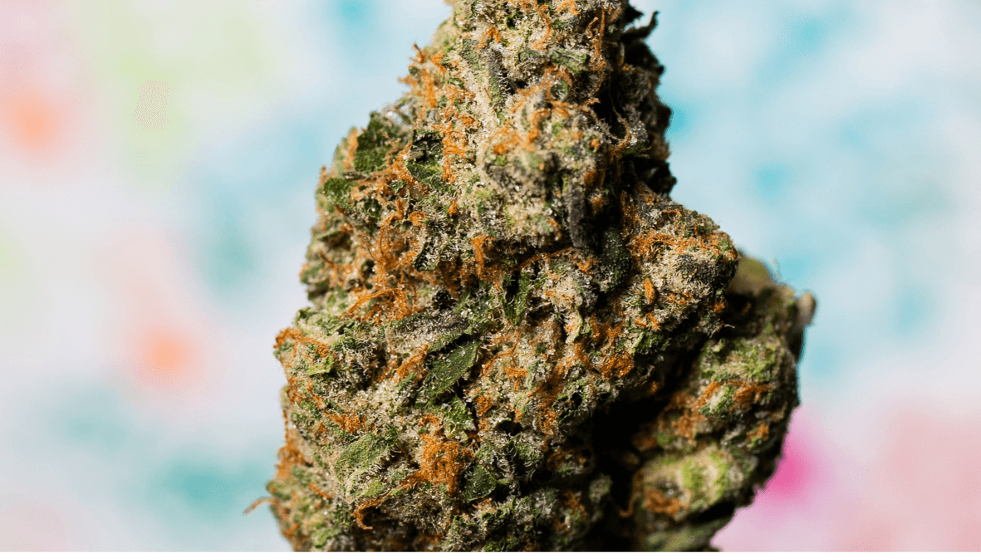 Marijuana Buds UK: Understanding Cannabis Regulations