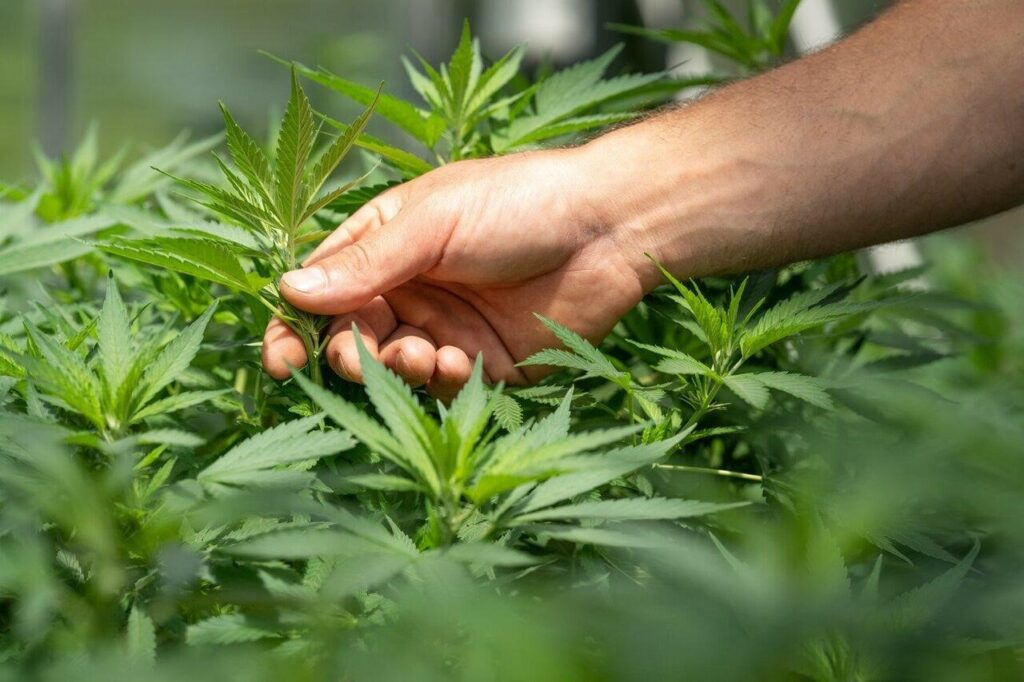 Nationwide Discreet Marijuana Shipping: Choose the Best Online Marijuana Dispensary