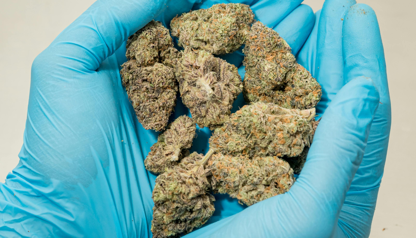 Marijuana Buds UK: Understanding Cannabis Regulations
