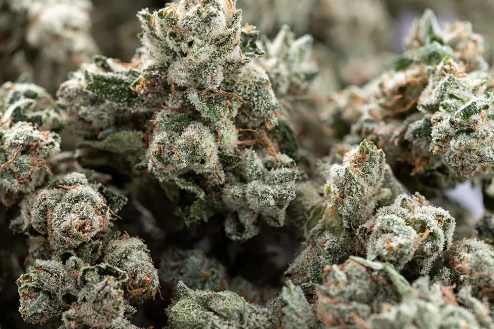 Nationwide Discreet Marijuana Shipping: Choose the Best Online Marijuana Dispensary