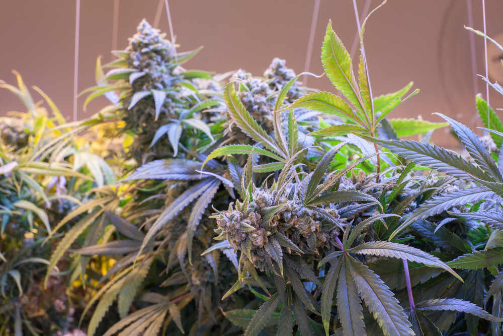 Cannabis Extracts Aussie – Trends and Online Access Research