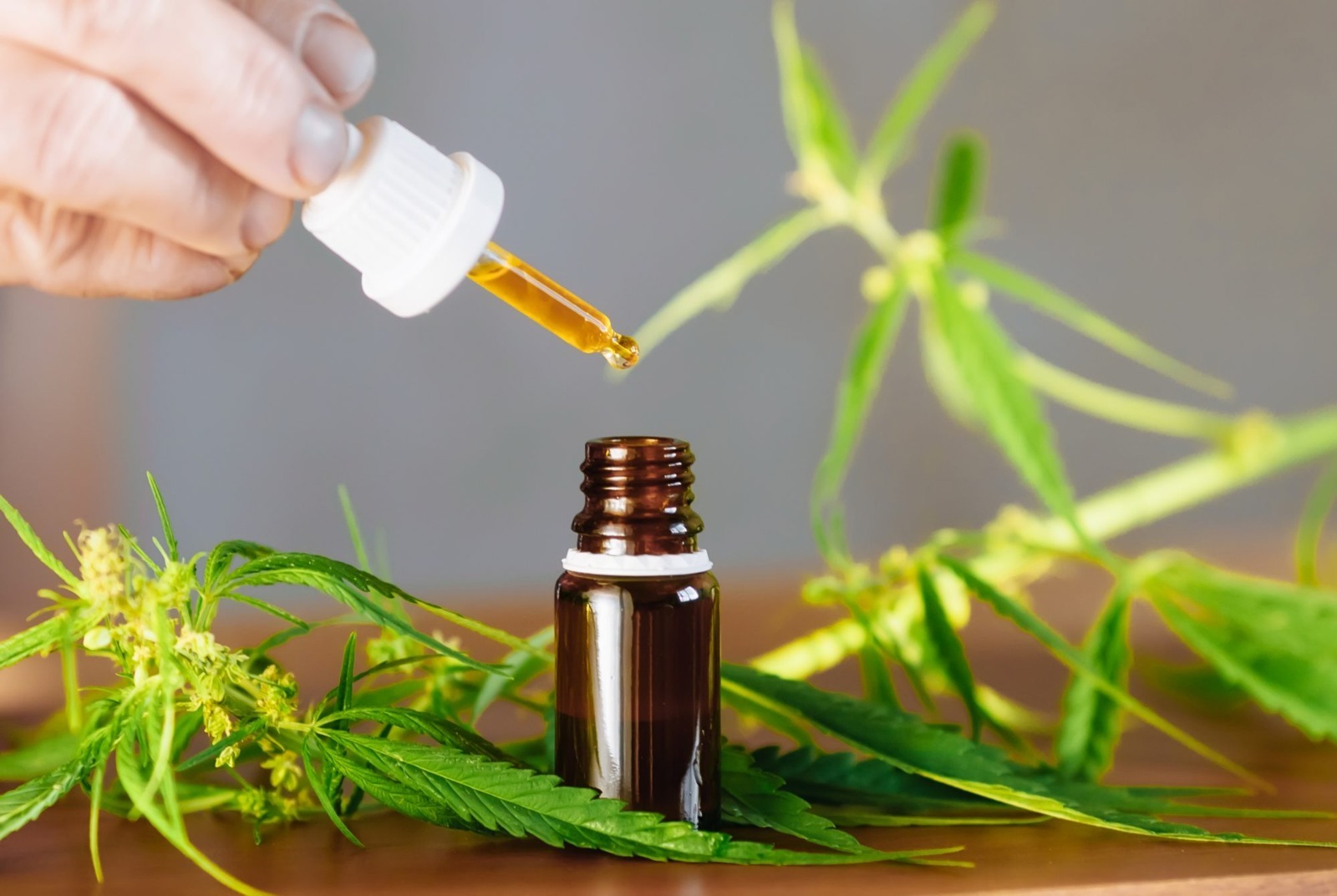 Cannabis Extracts Aussie – Trends and Online Access Research