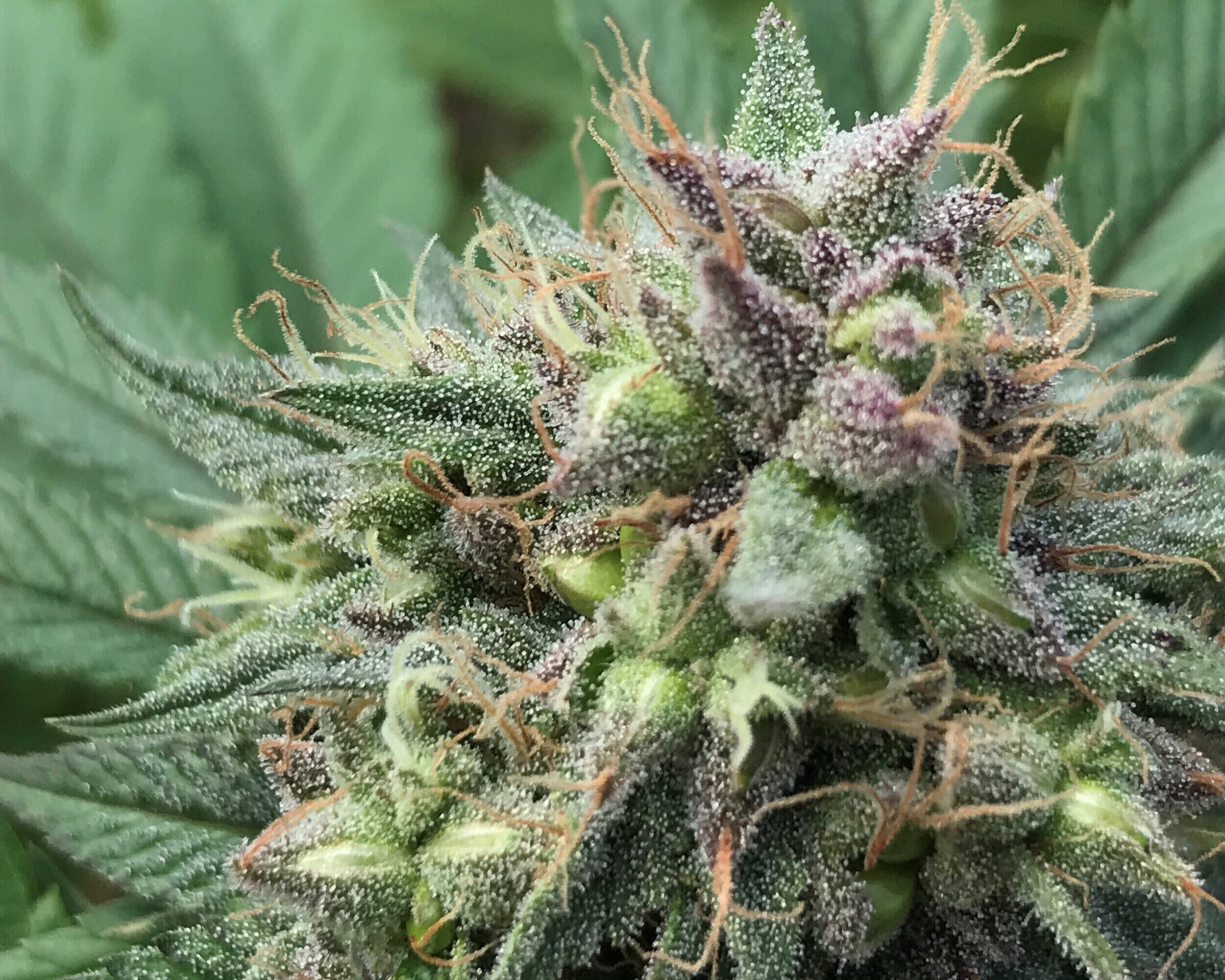 Shop THCa Wholesale Europe – Legal THC Edibles and Hybrid Strains